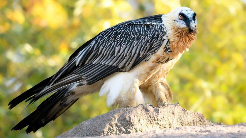 Bearded Vulture.