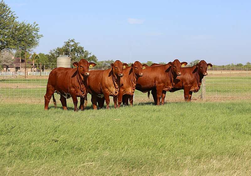 Beefmaster_cattle