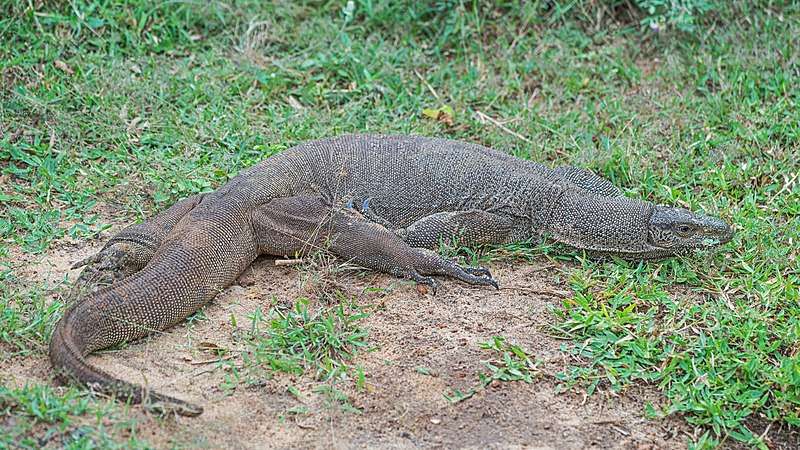 Bengal monitor