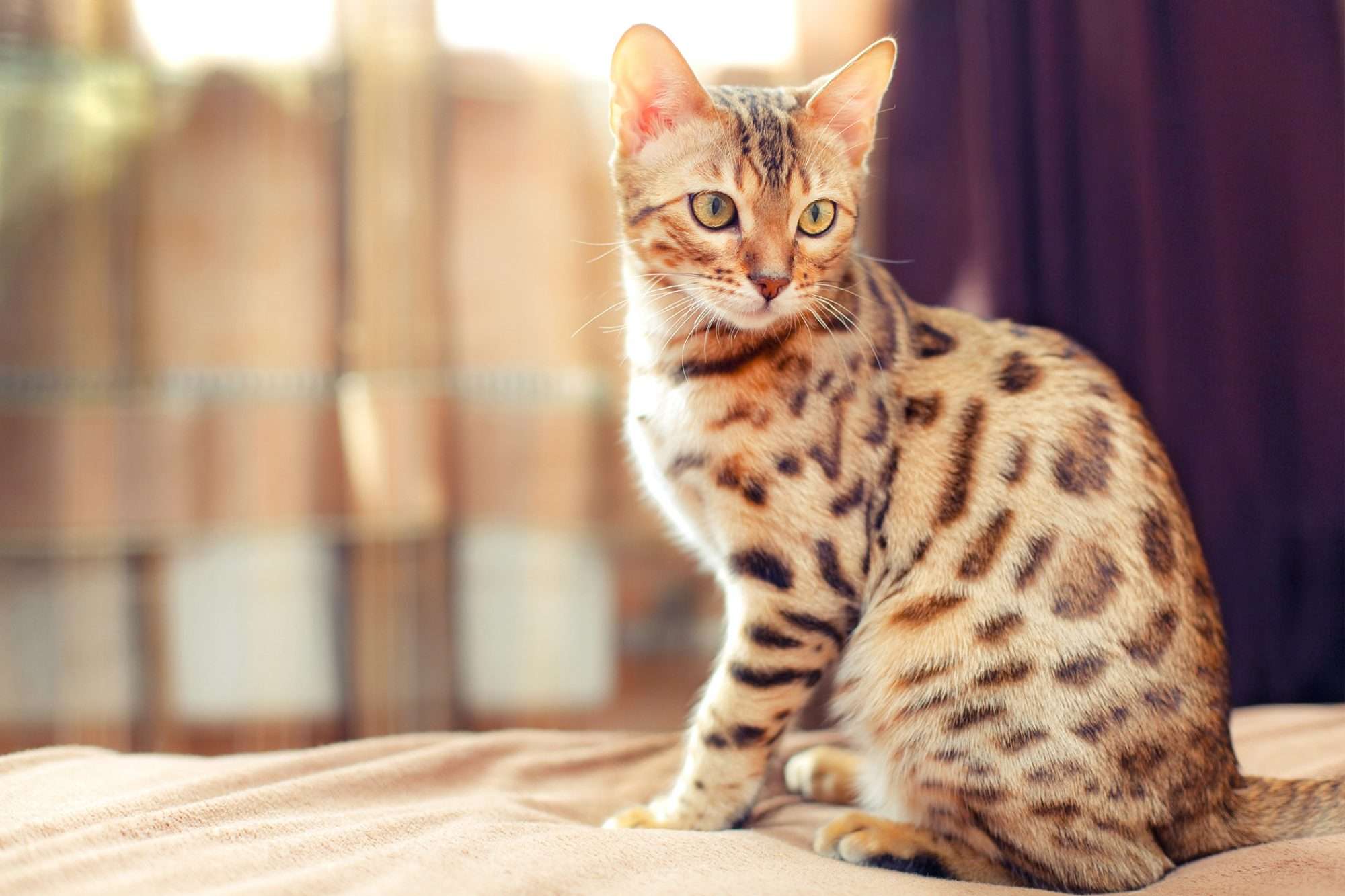 Bengal..