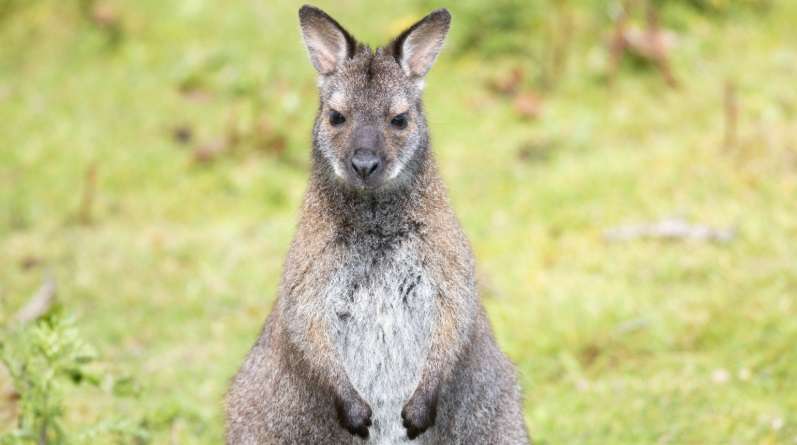 Bennett's Wallabies