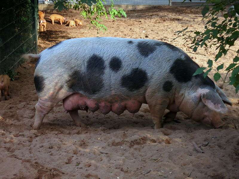 Bentheim Black Pied Pig