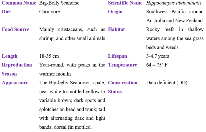 Big-Belly Seahorse table
