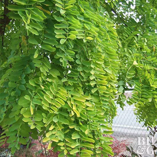 Black Locust Tree.