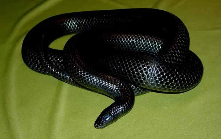 Black-Milk-Snake