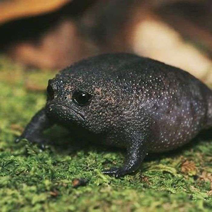 Black Rain Frog.