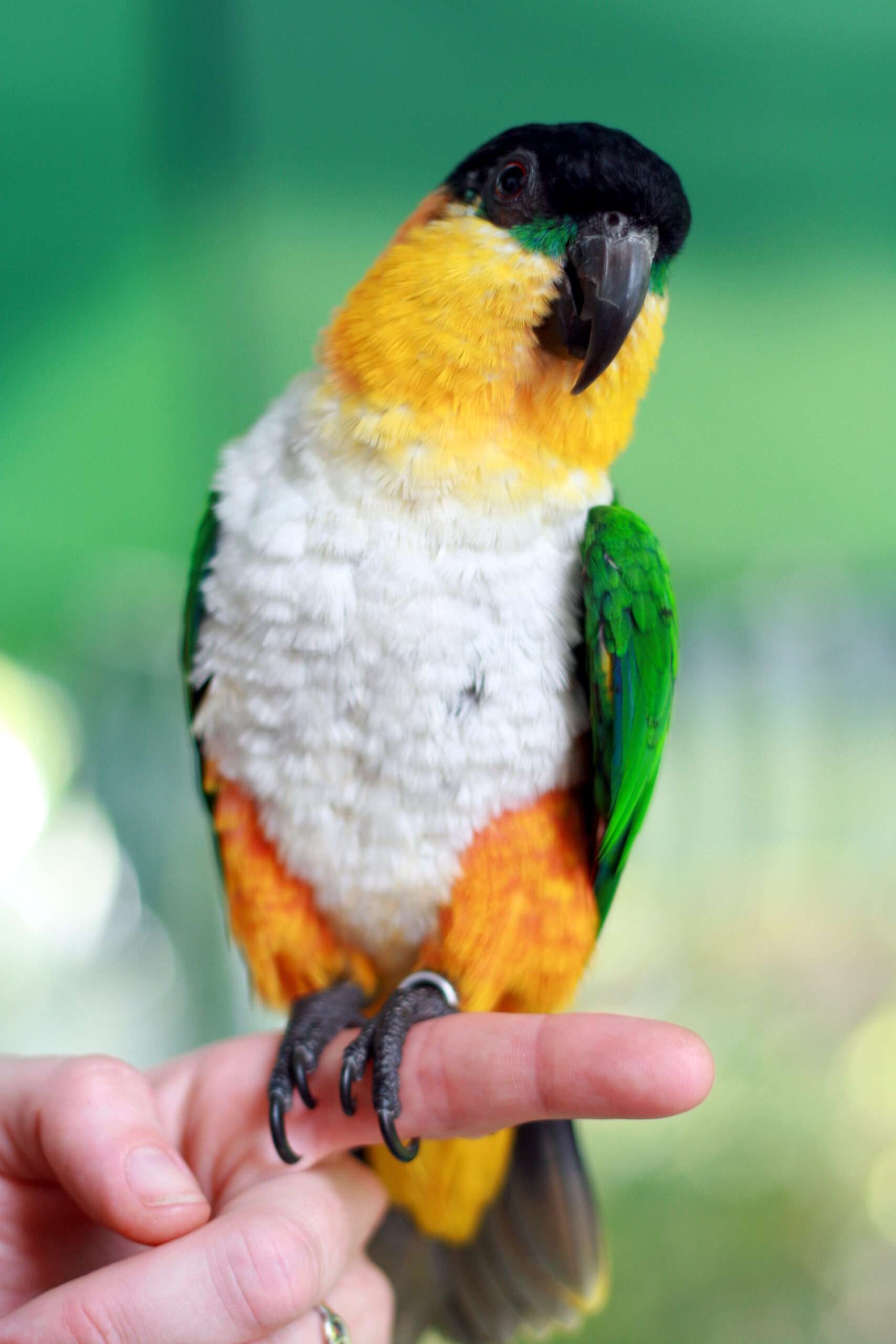 Black-headed Caique