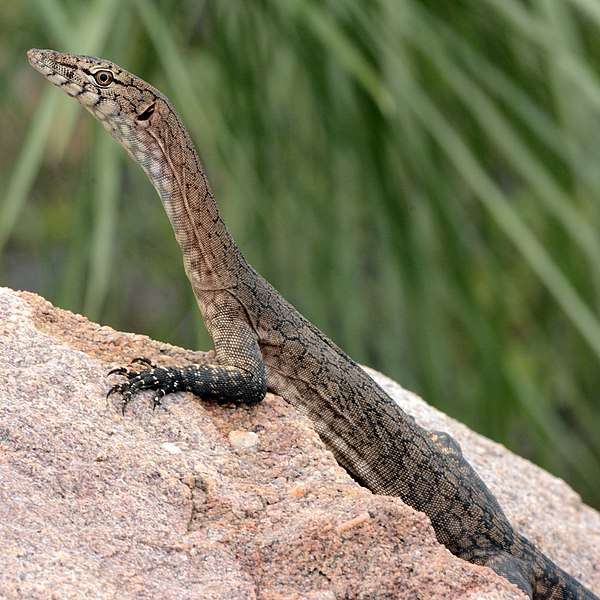 Black-palmed_Rock_Monitor