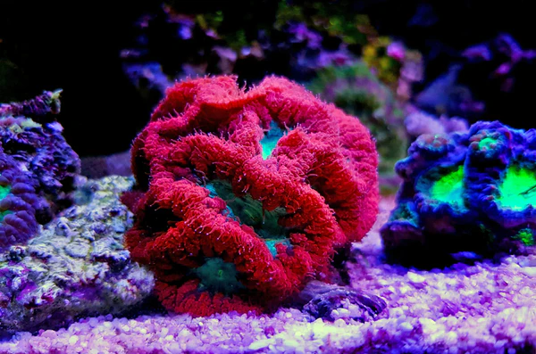 Blasto-Coral