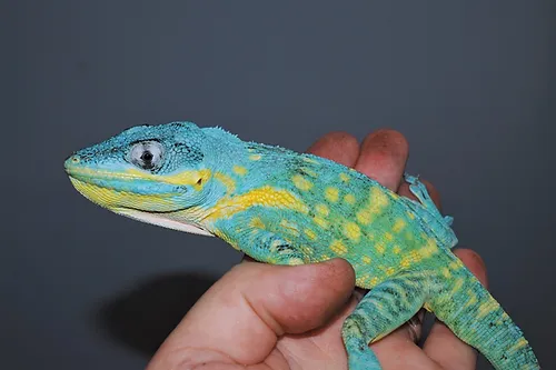 Blue Beauty Anole