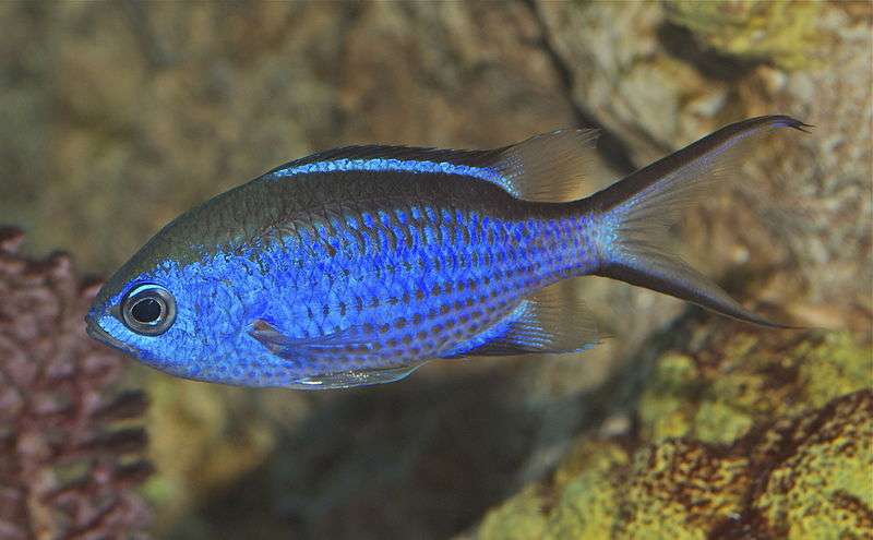 Blue Chromis fish