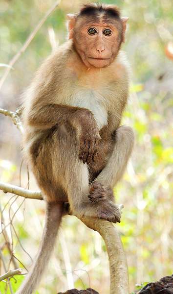 Bonnet macaque.