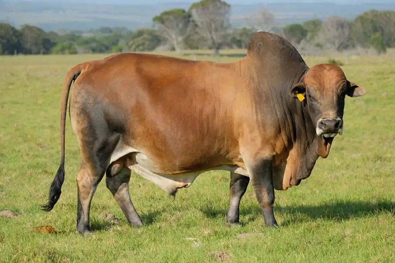 Boran-Cattle