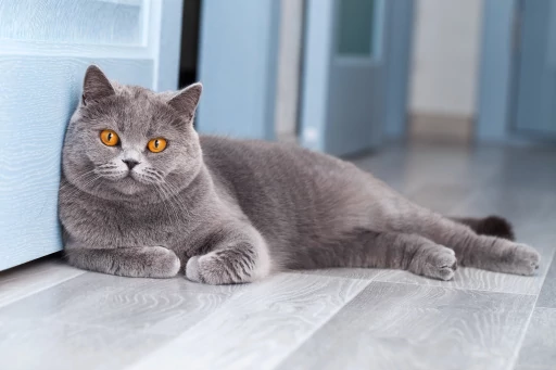 British-shorthair-self-cat-lying-on-floor