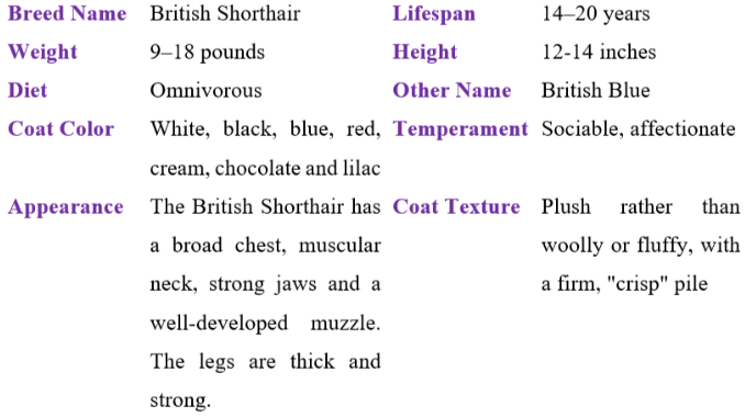 British shorthair table