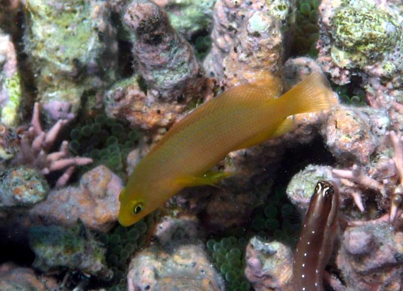 Brown Dottyback fish