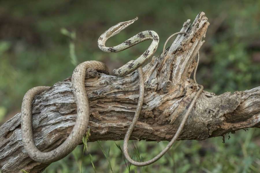 Brown Vine snake