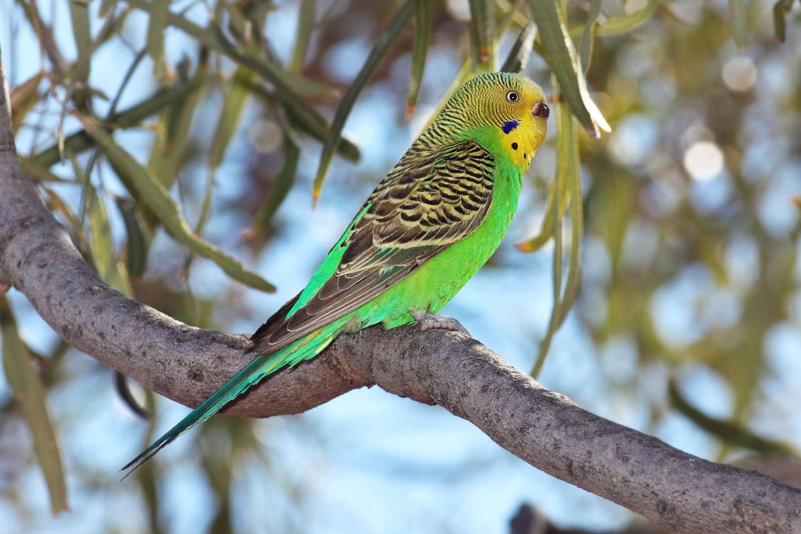 Budgerigar