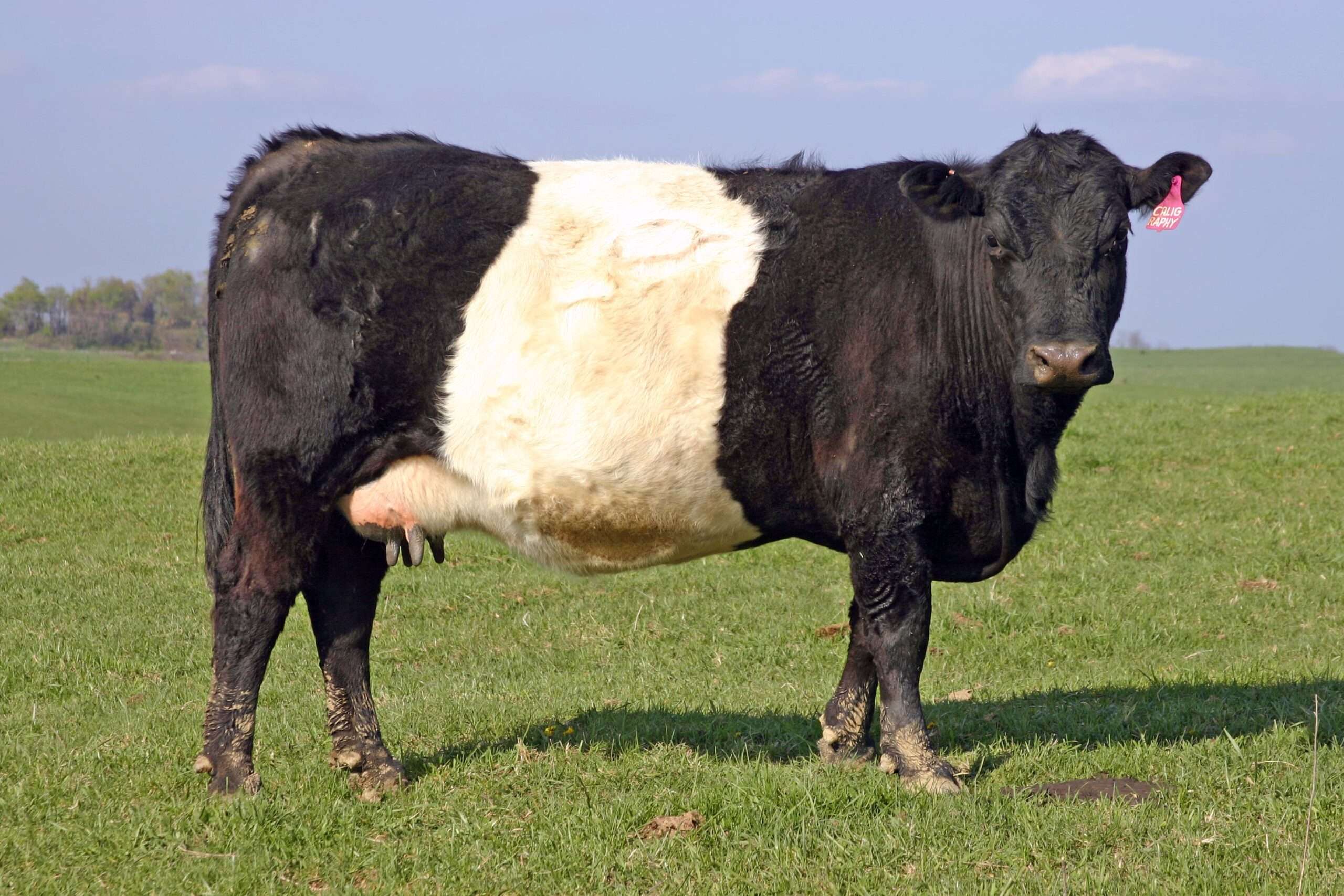 Buelingo cow
