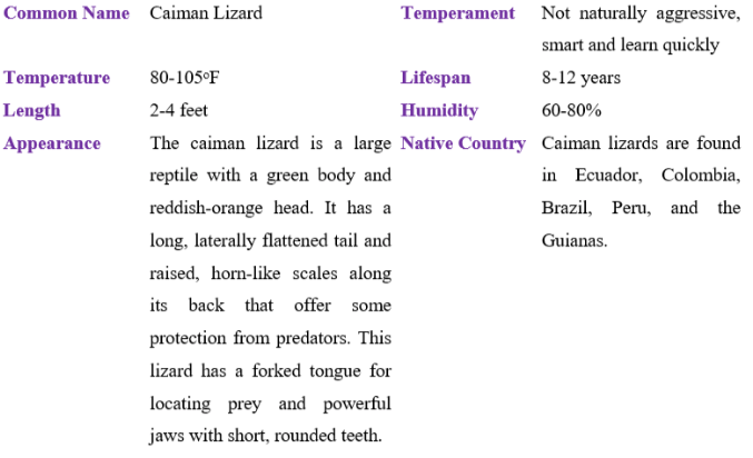 Caiman Lizard table