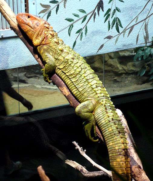 Caiman-Lizard