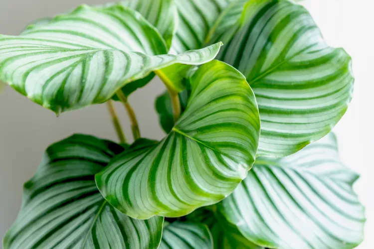 Calathea..