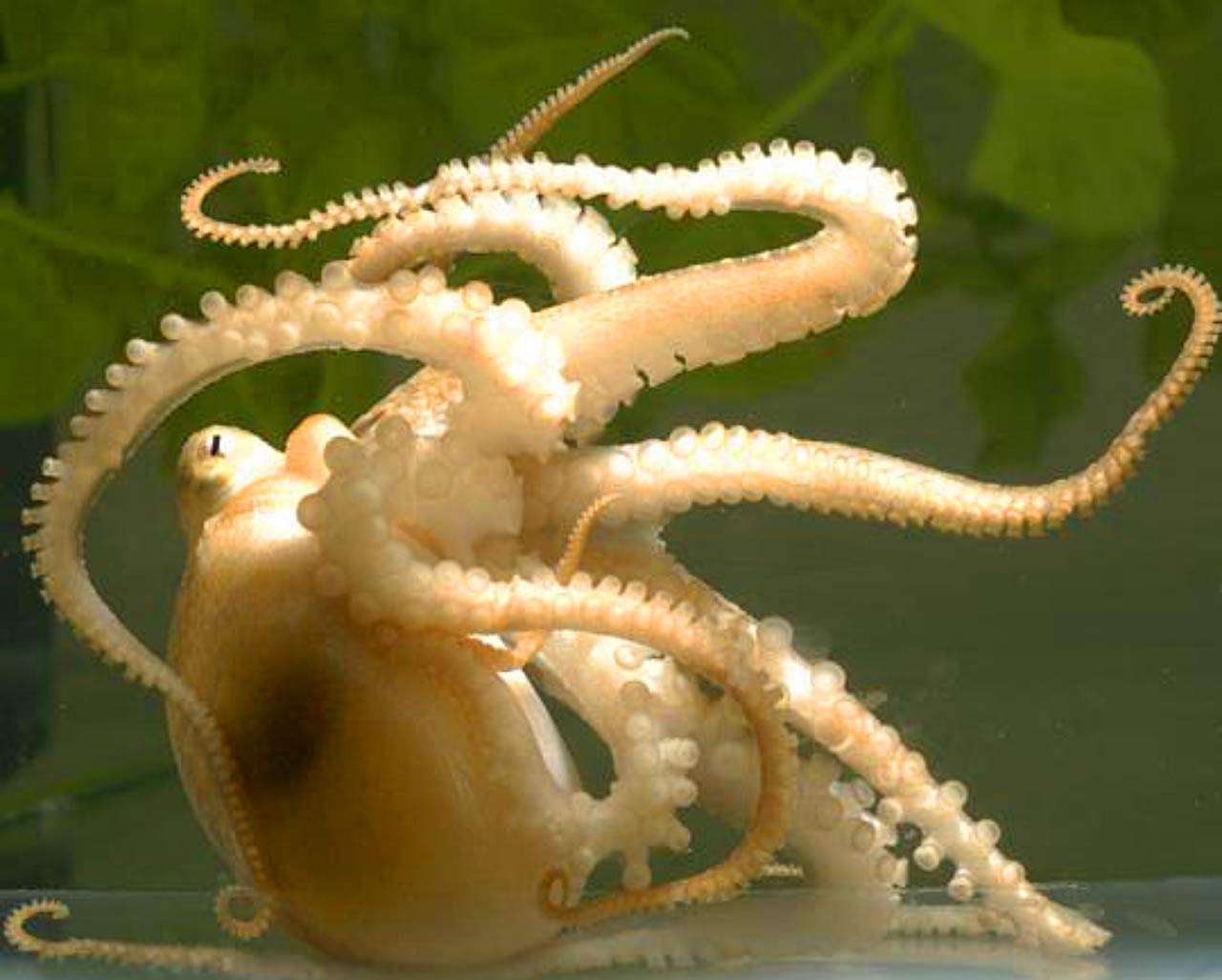 California-Two-Spot-Octopus