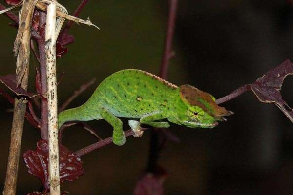 Canopy Chameleon..