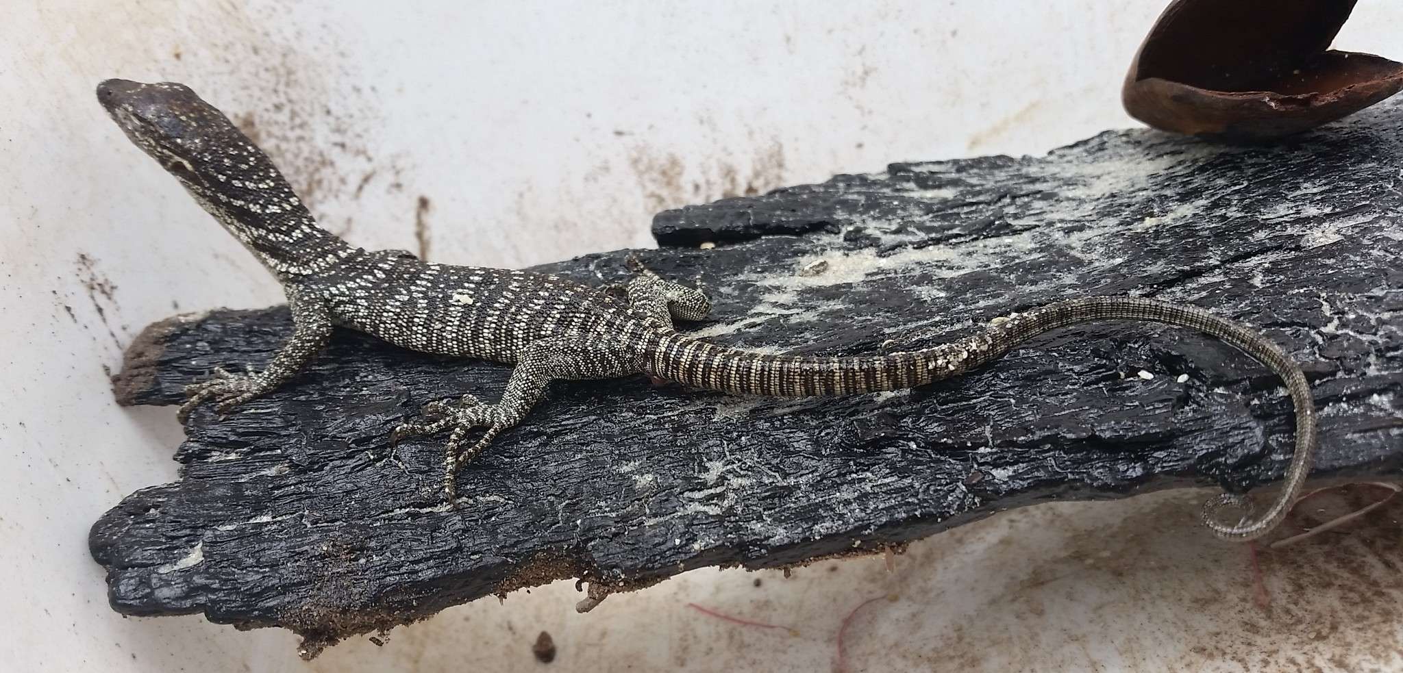 Canopy goanna monitor