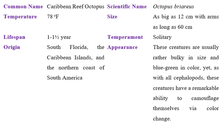 Caribbean Reef Octopus table
