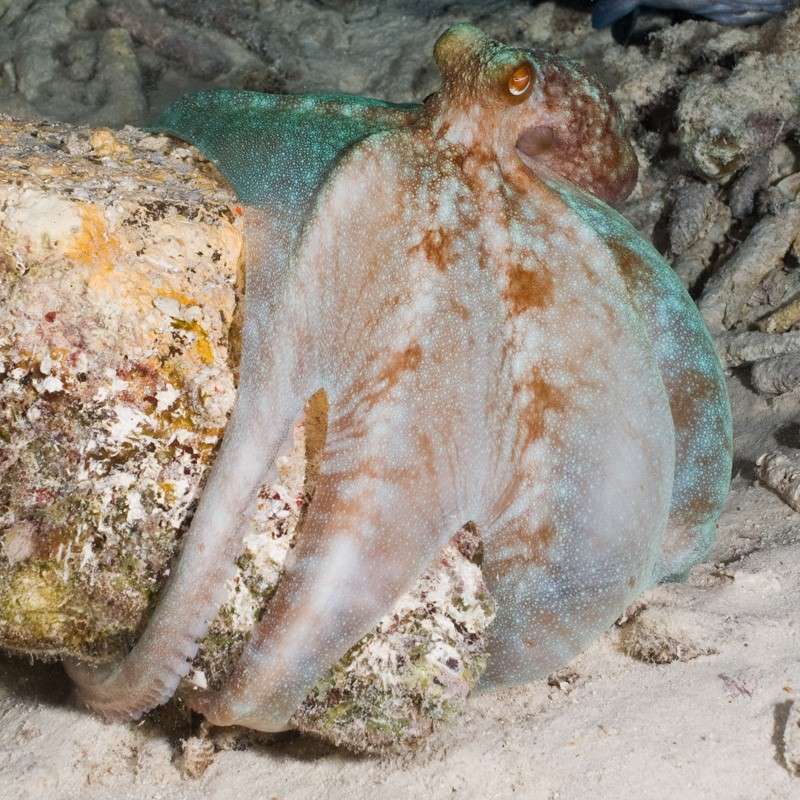 CaribbeanReefOctopus