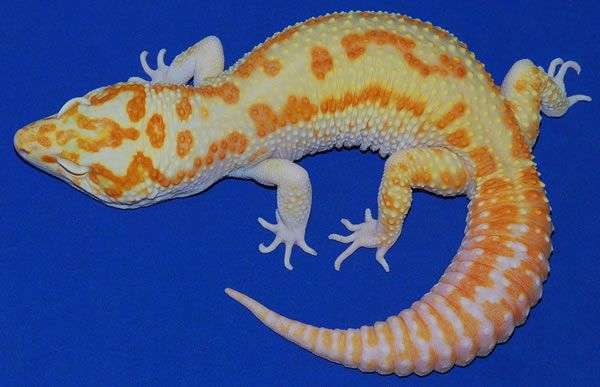Carrot Head Leopard Gecko