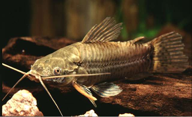 Cascarudo fish