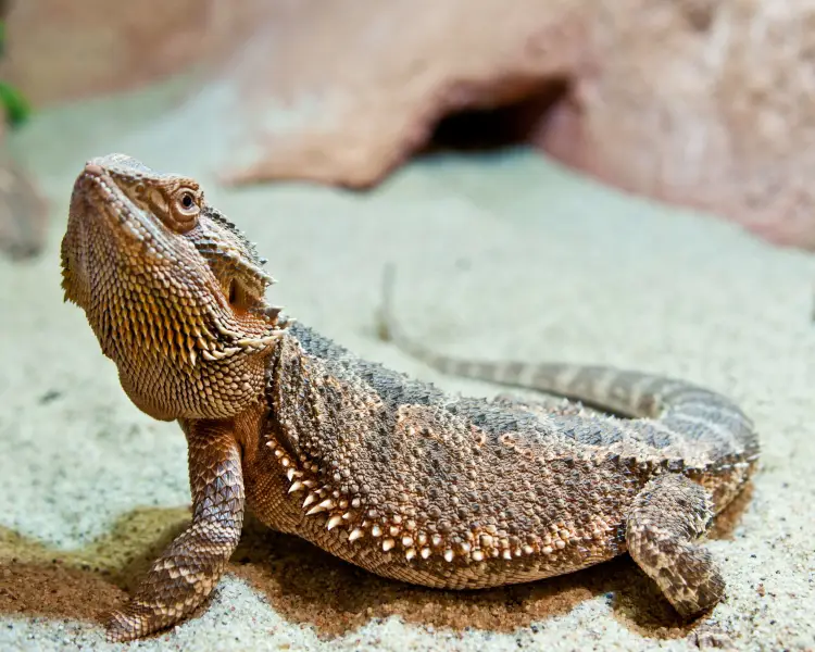 Central Bearded Dragon