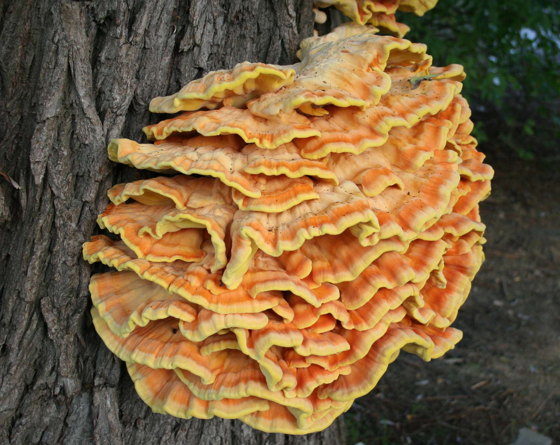 Chicken of the Woods.