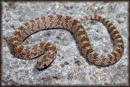 Chihuahuan hook-nosed snake