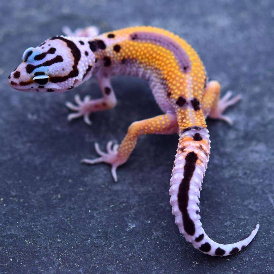 Cipher-Leopard Gecko