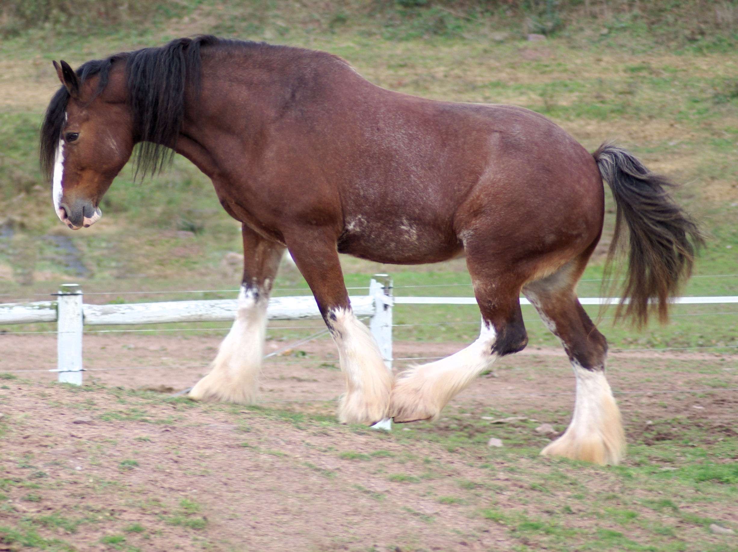 Clydesdale_horse