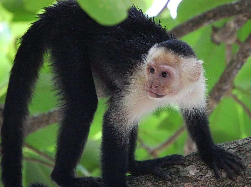 Colombian white-faced capuchin