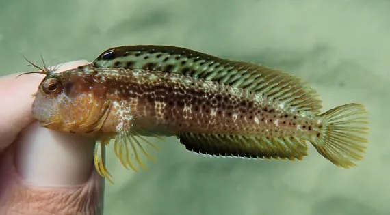 Combtooth Blenny fish