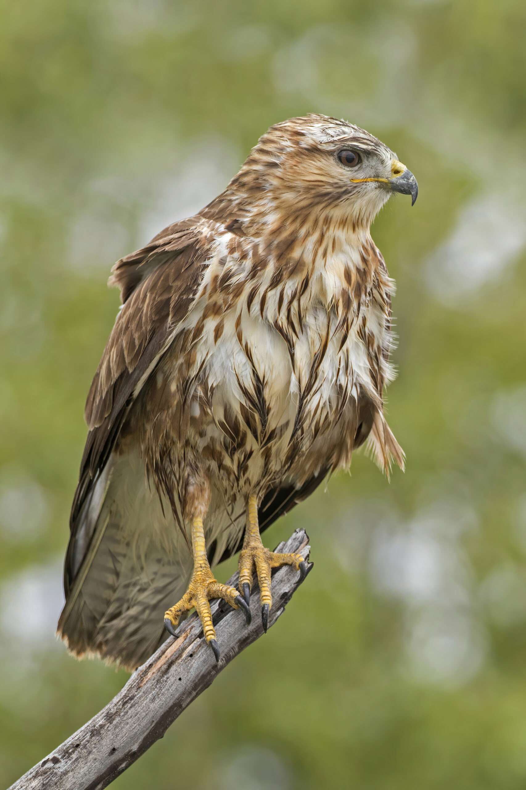 Common Buzzard.