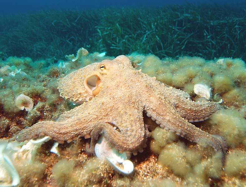 Common-Octopus