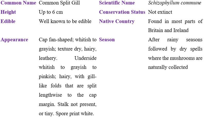 Common Split Gill table