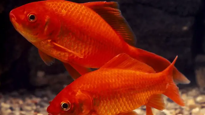 Common-goldfish-678x381
