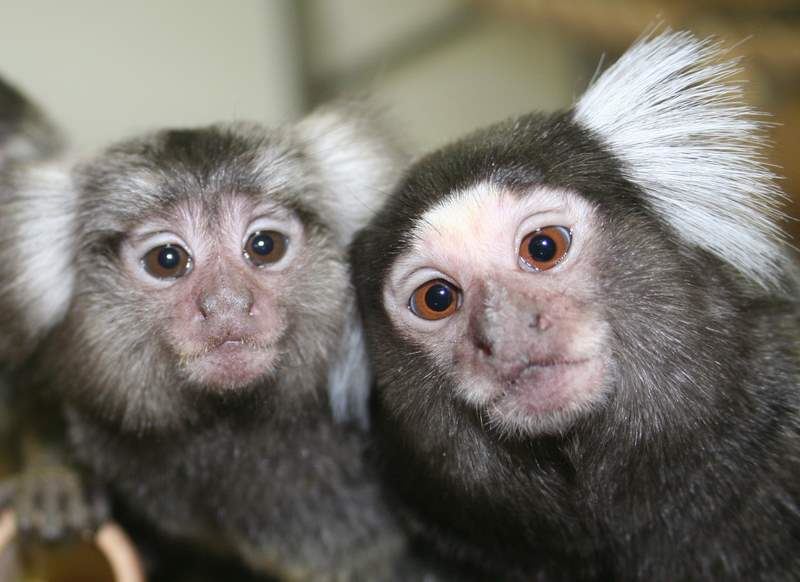 Common marmoset.