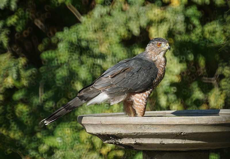 Cooper’s Hawk..