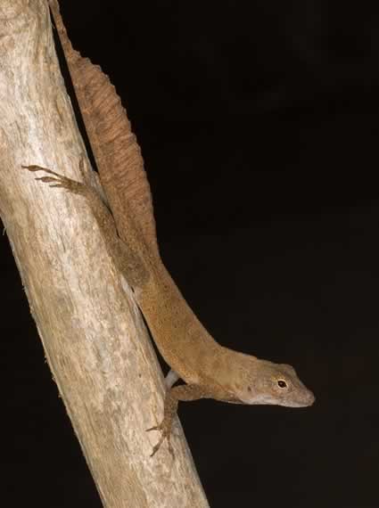 Crested-Anole
