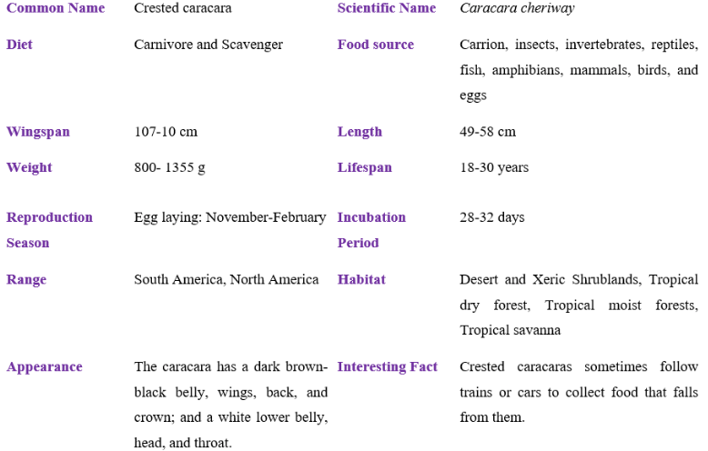 Crested caracara table