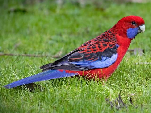 Crimson Rosella.