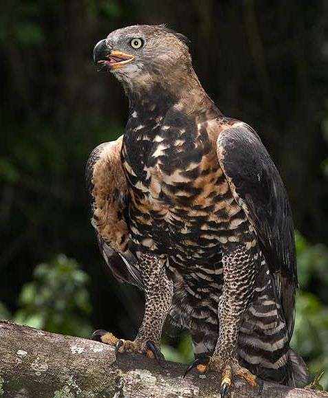 Crowned Eagle..